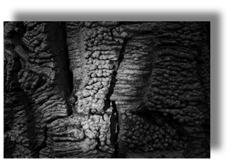 Bark Two